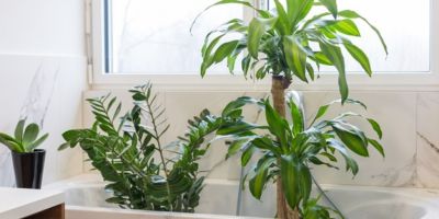 Plantas, Baños