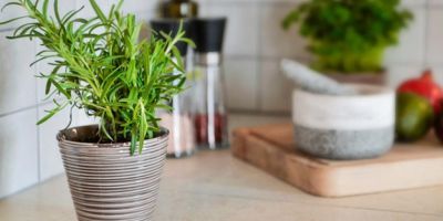 Plantas